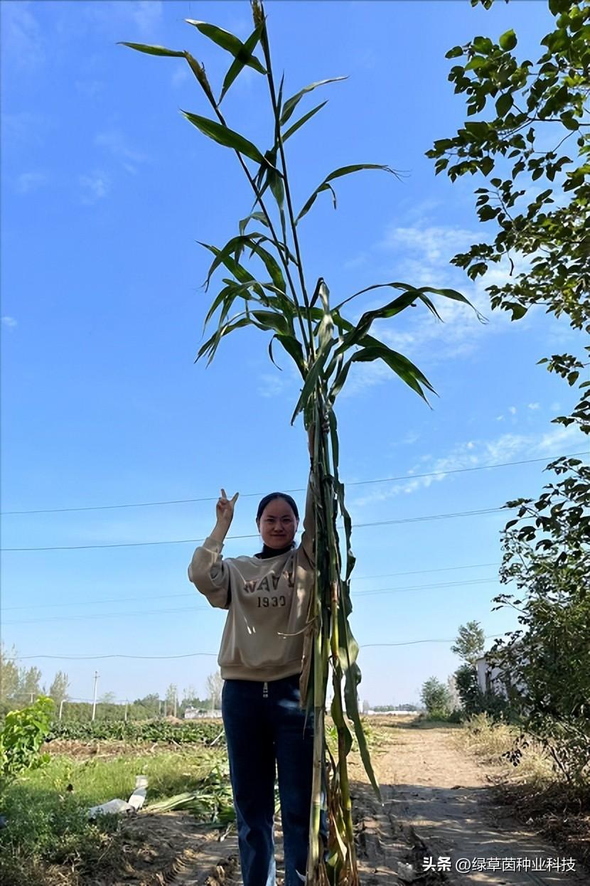 尖端型玉米收割设备