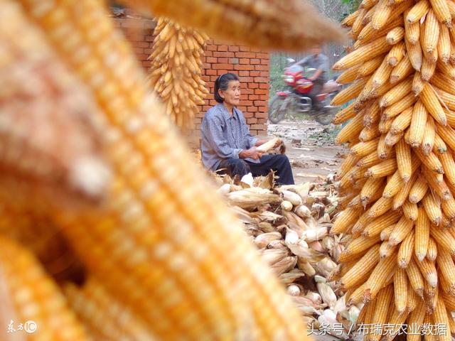 吉林玉米市场最新行情